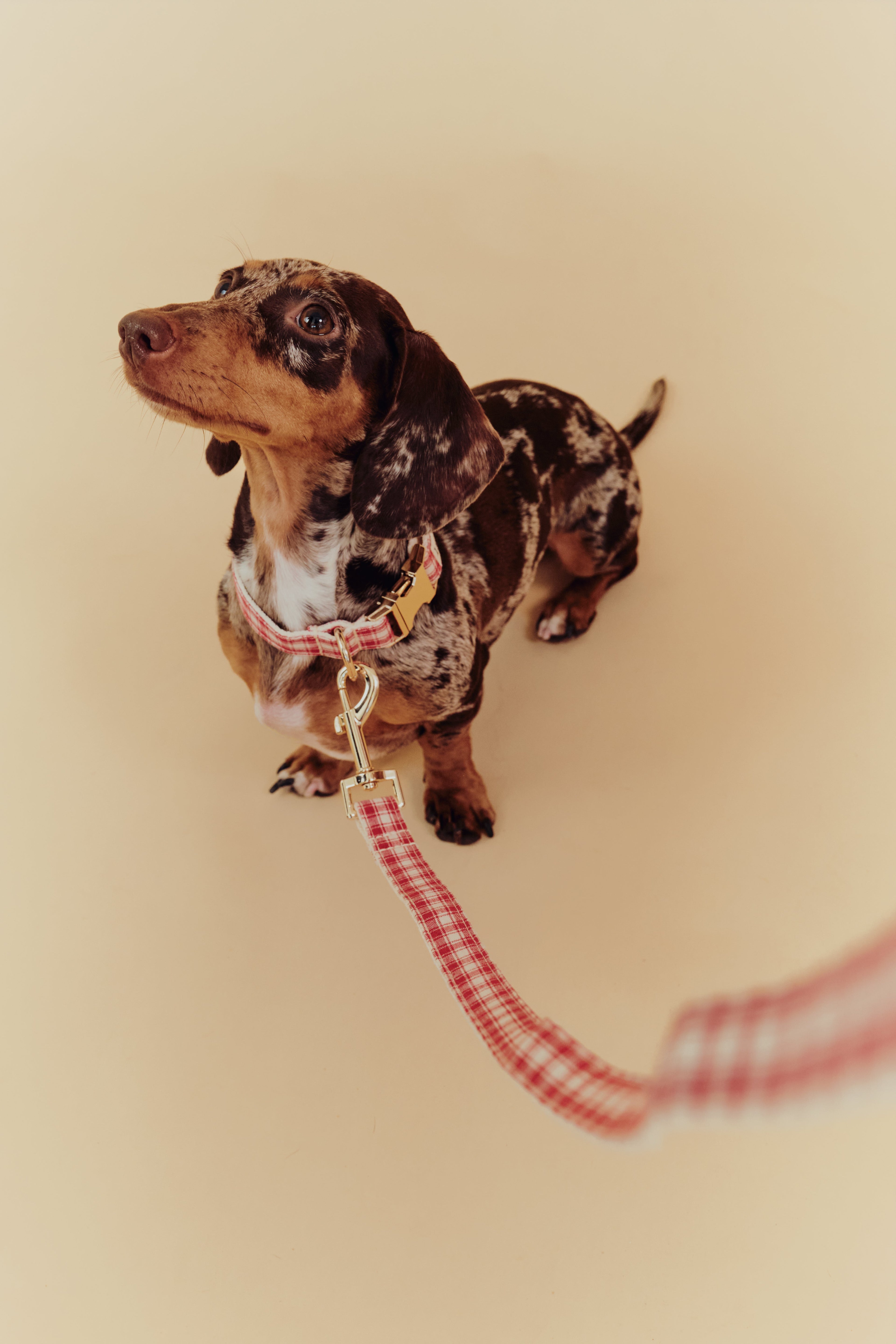 Leash