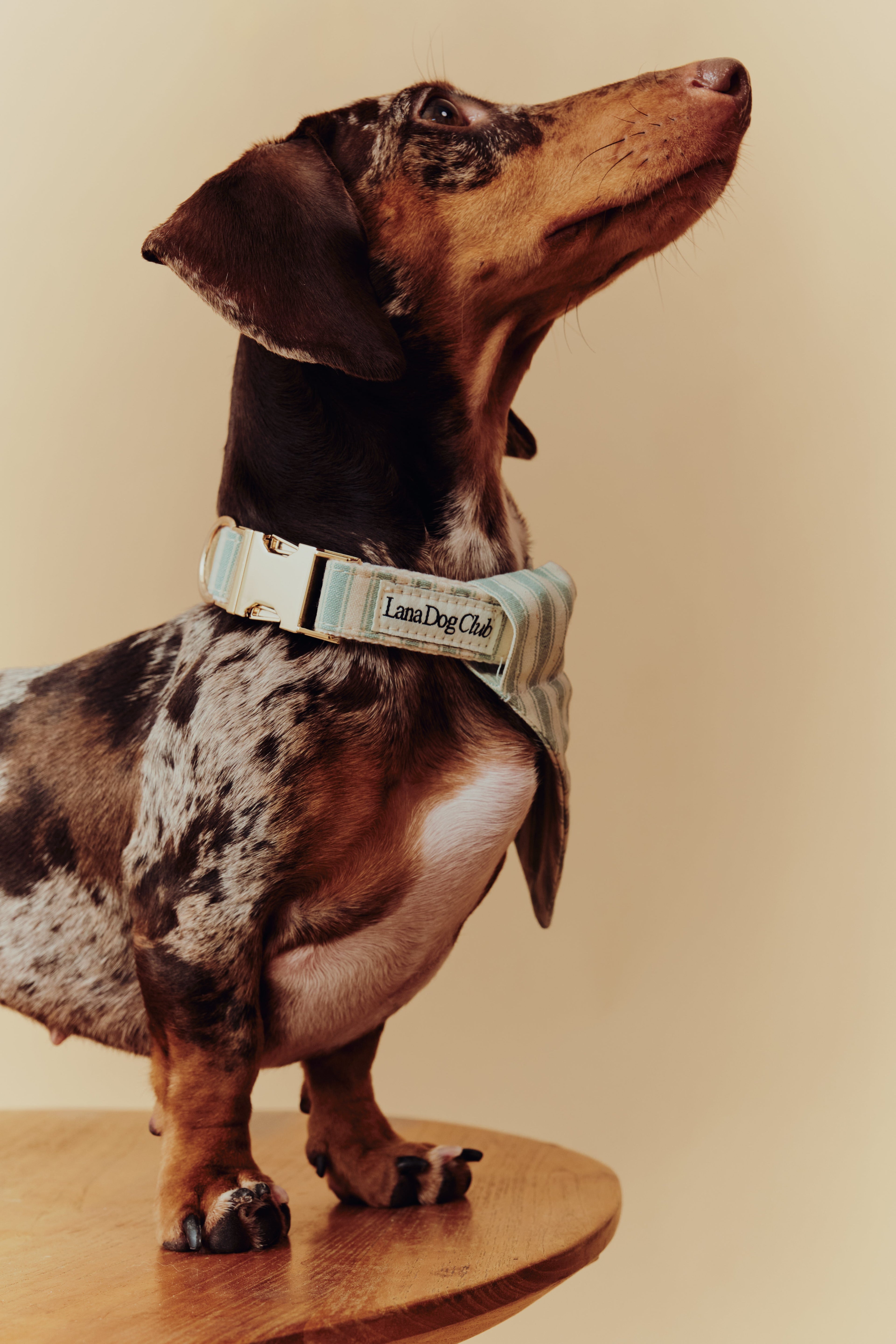 Collar