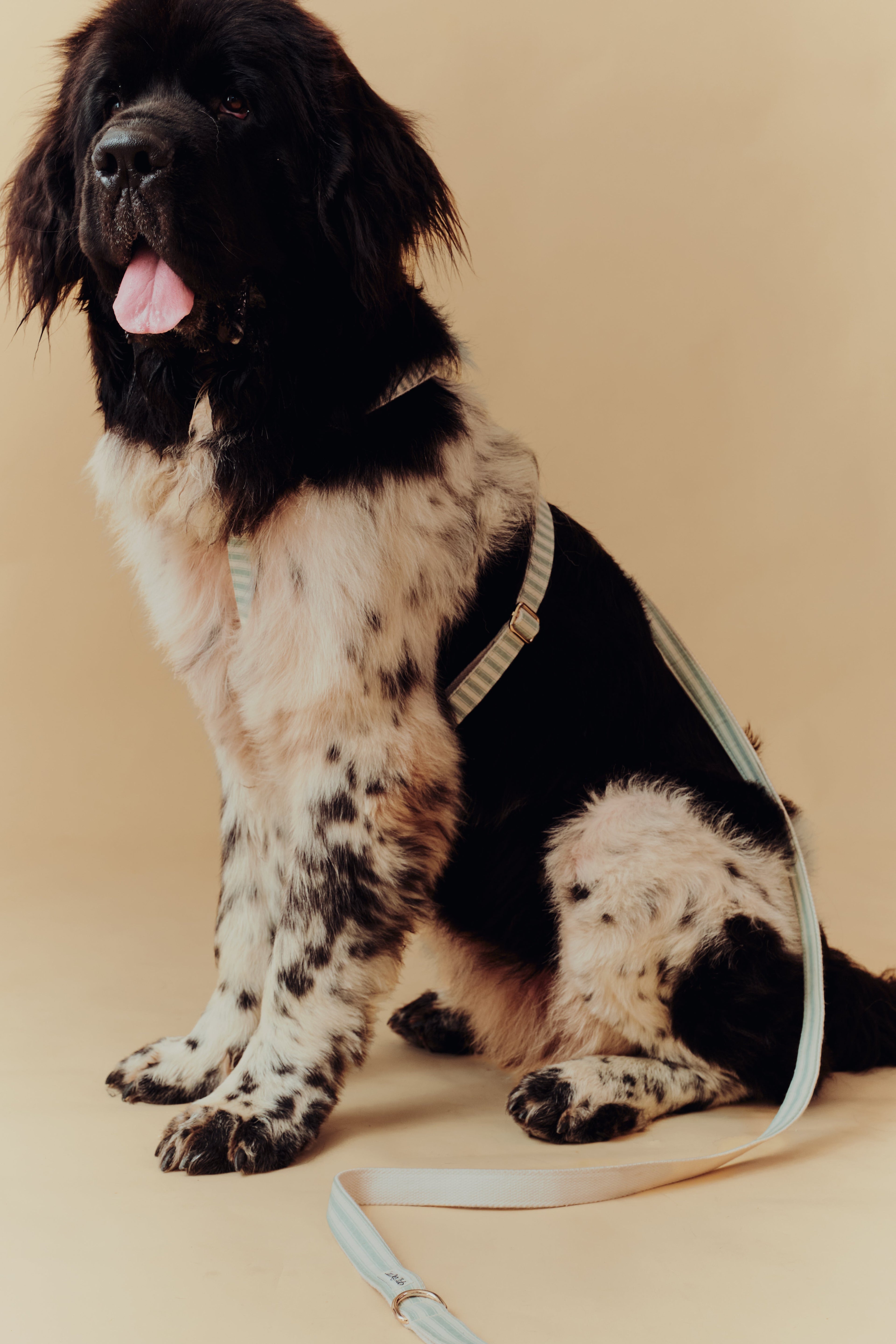 Harness
