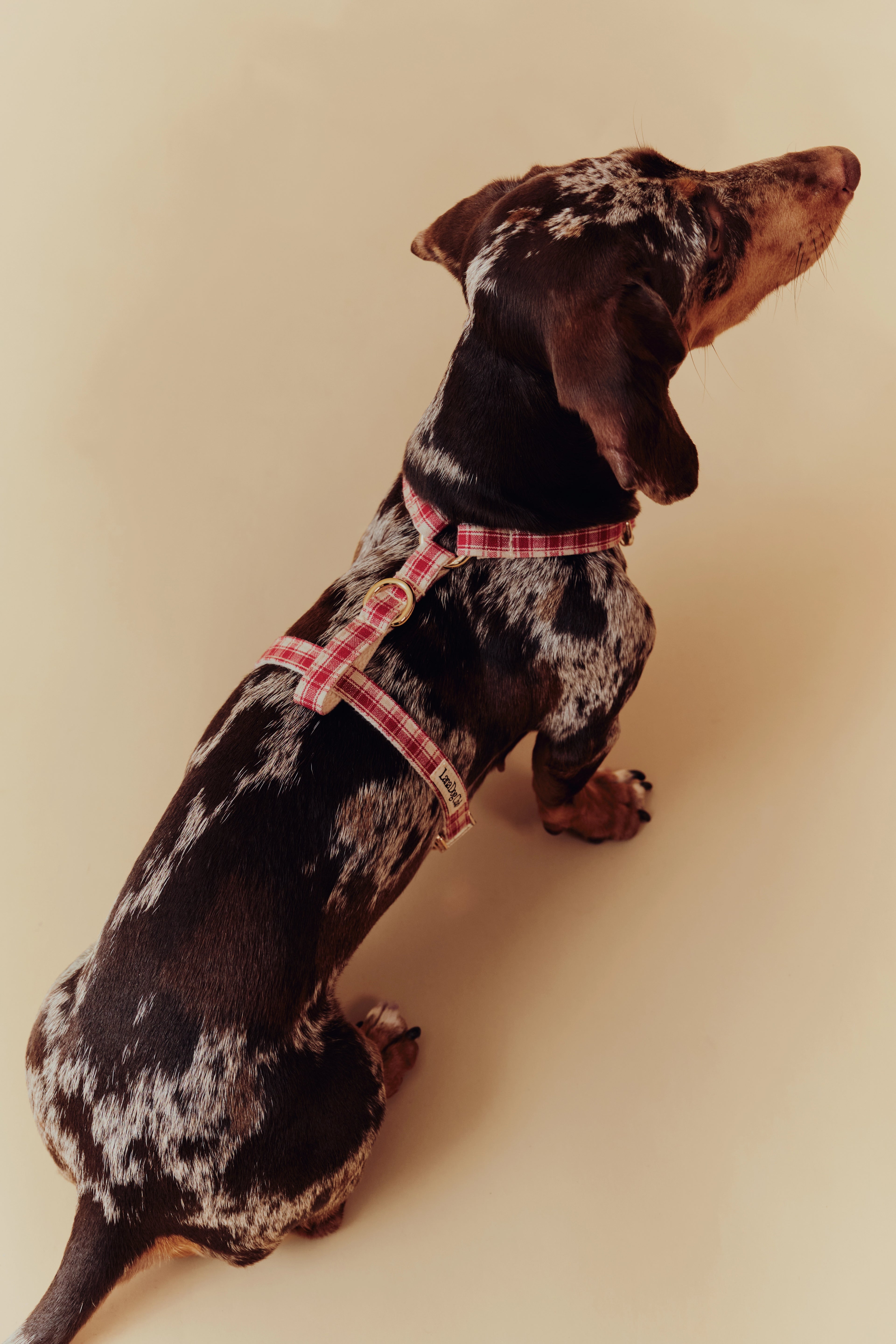 Jam Harness