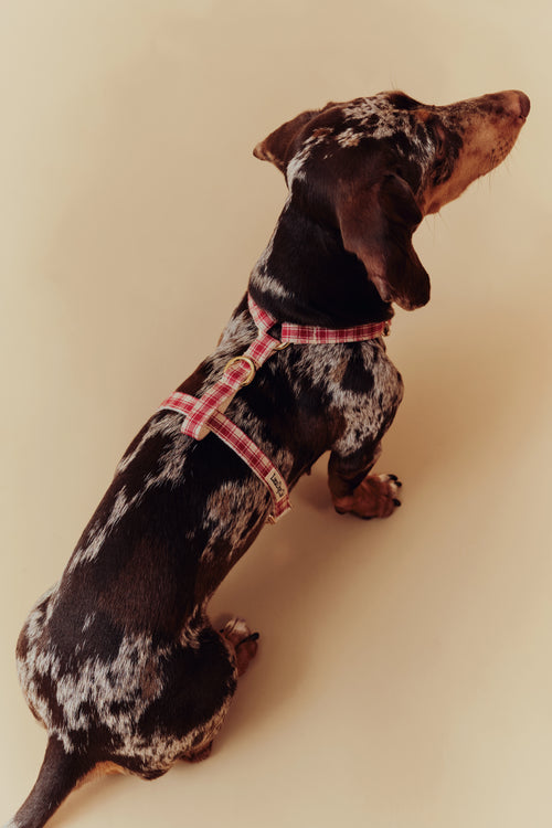 Jam Harness