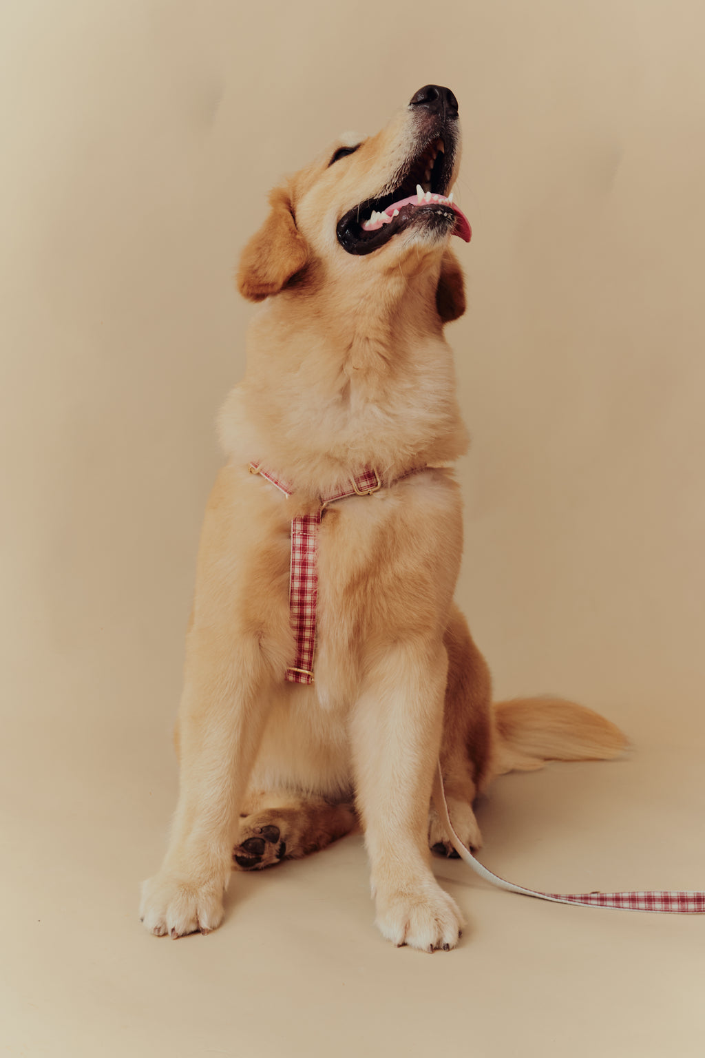 Jam Harness