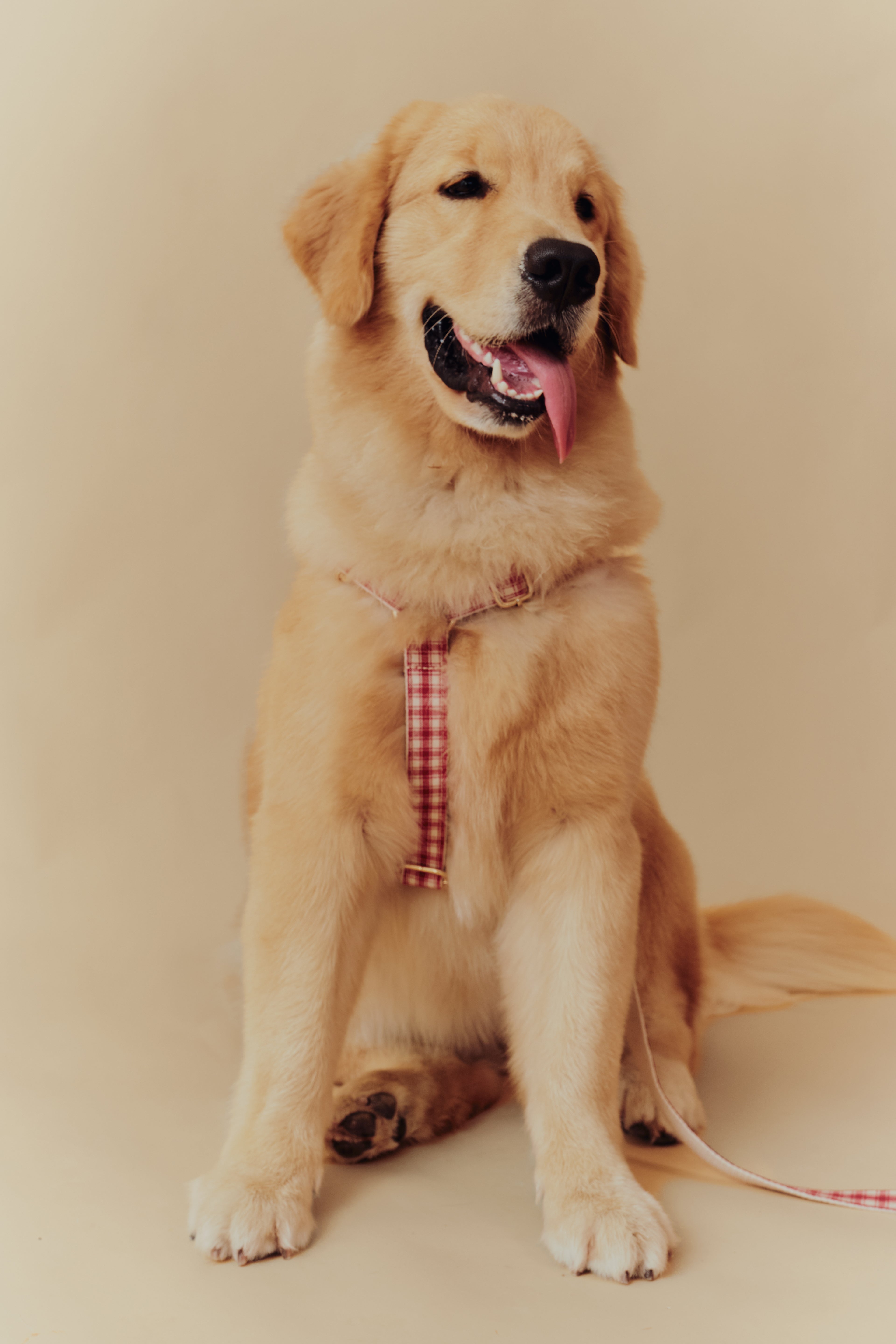 Jam Harness