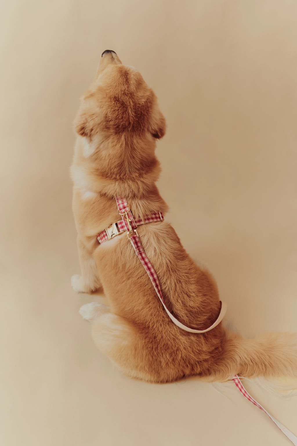 Jam Harness