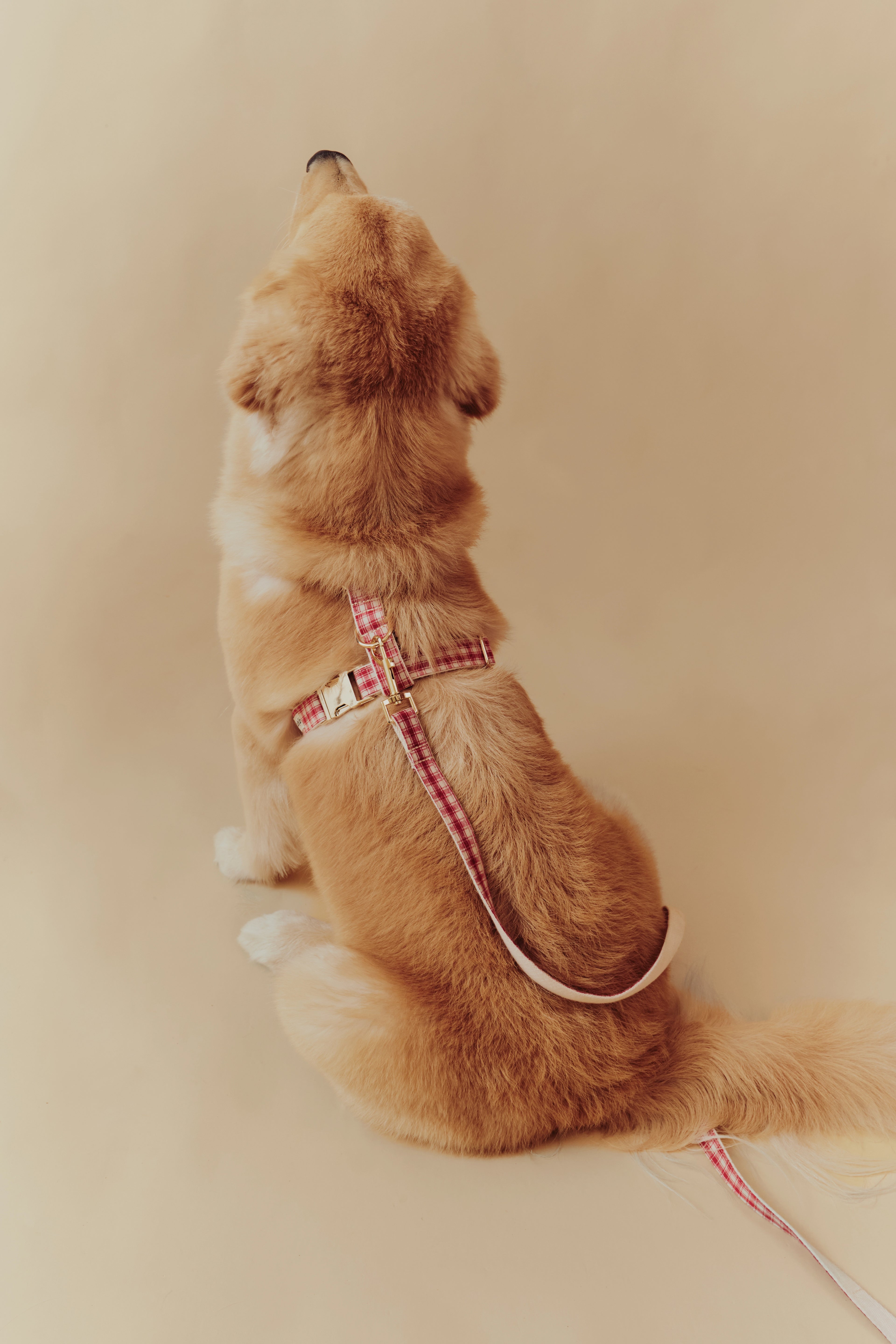Jam Harness
