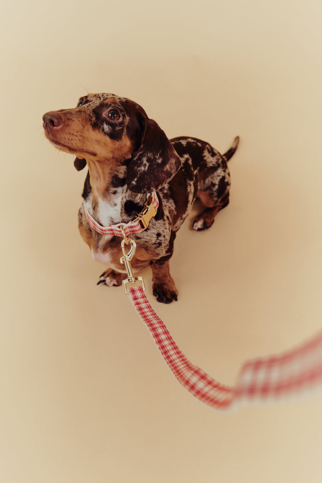Jam Leash