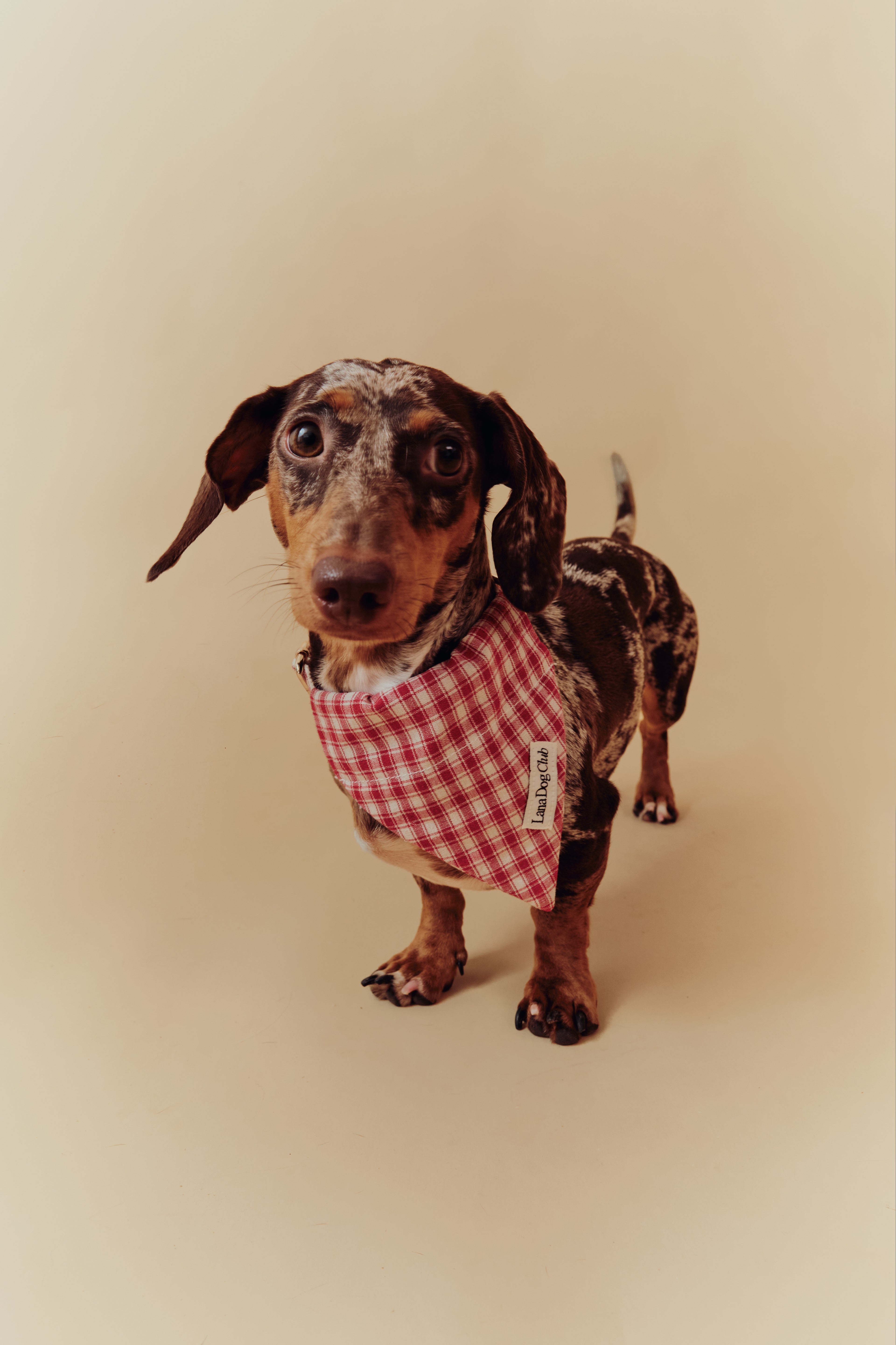 Jam Bandana