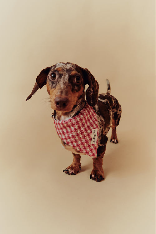 Jam Bandana