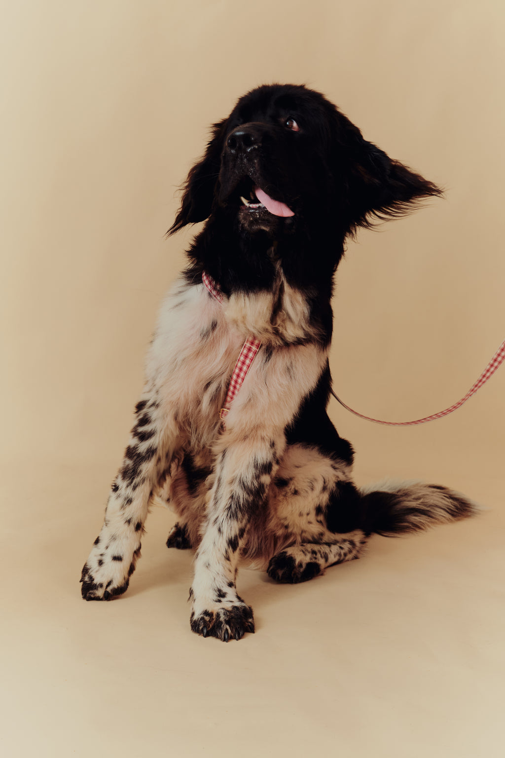 Jam Harness