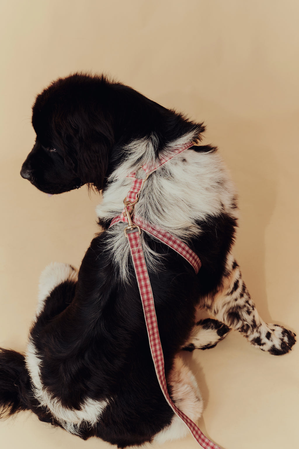 Jam Harness