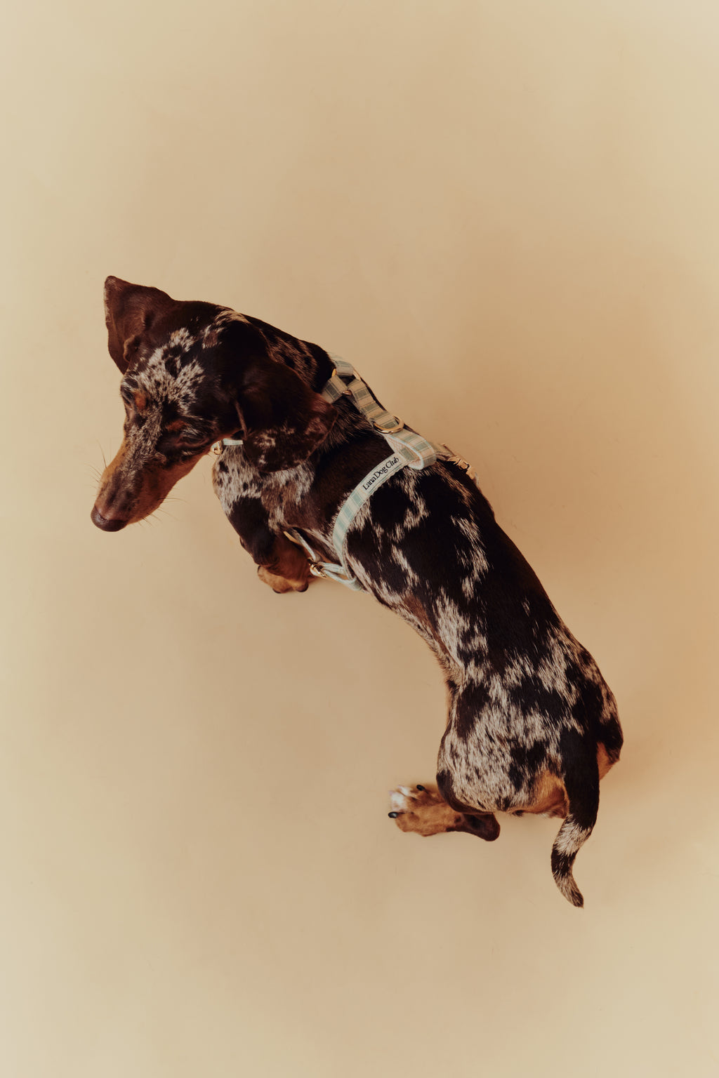 Sage Harness