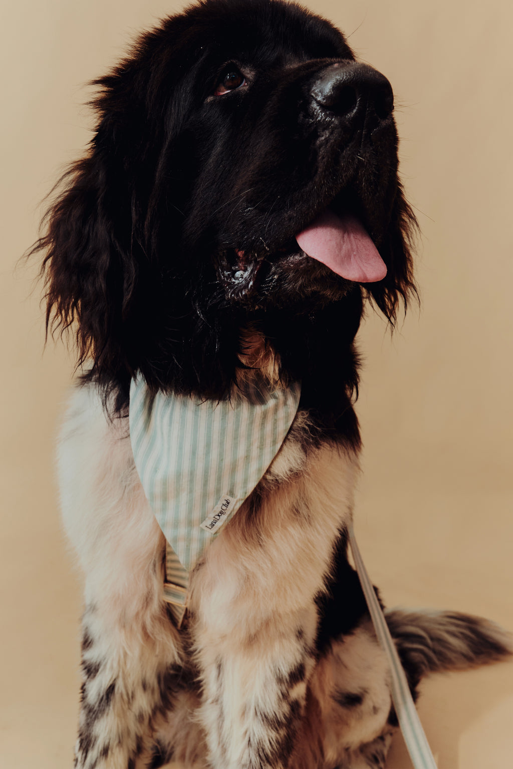 Sage Bandana