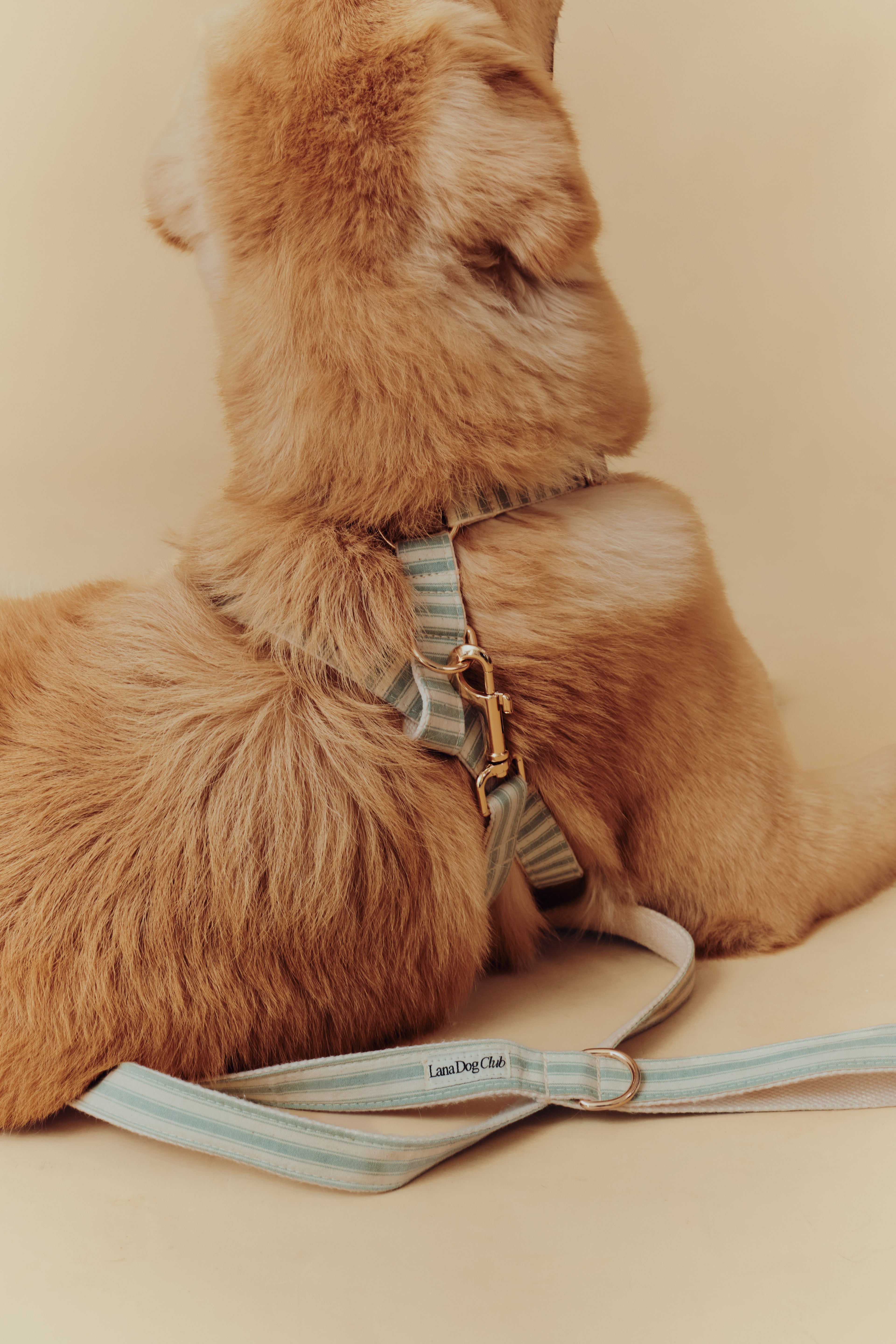 Sage Harness