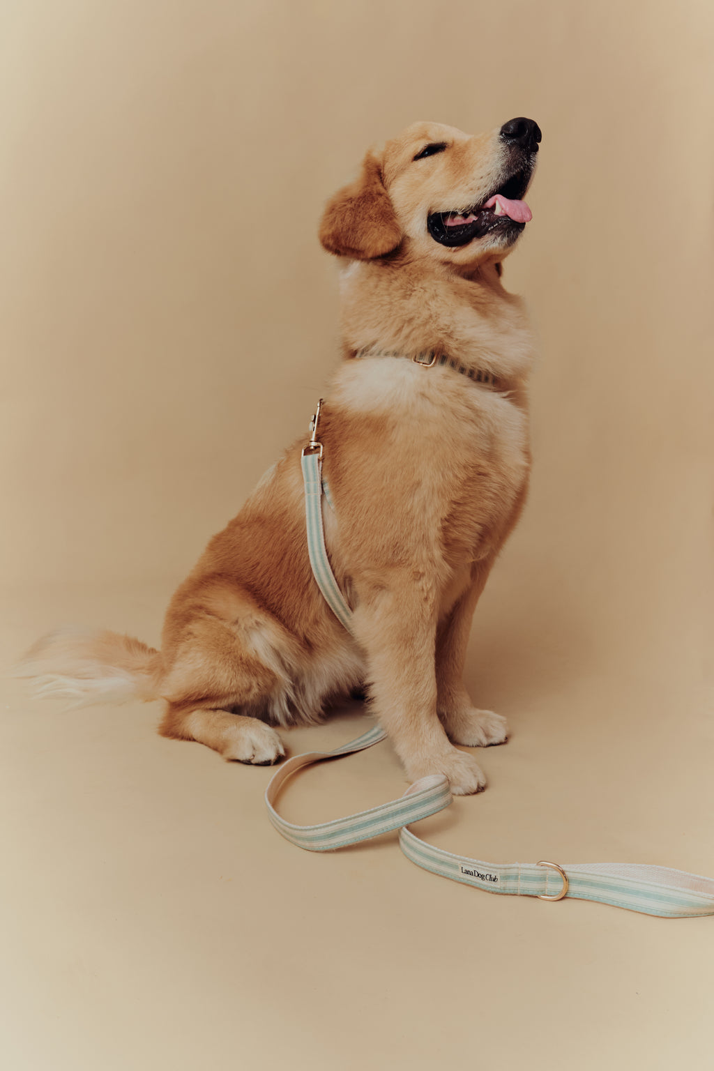 Sage Leash