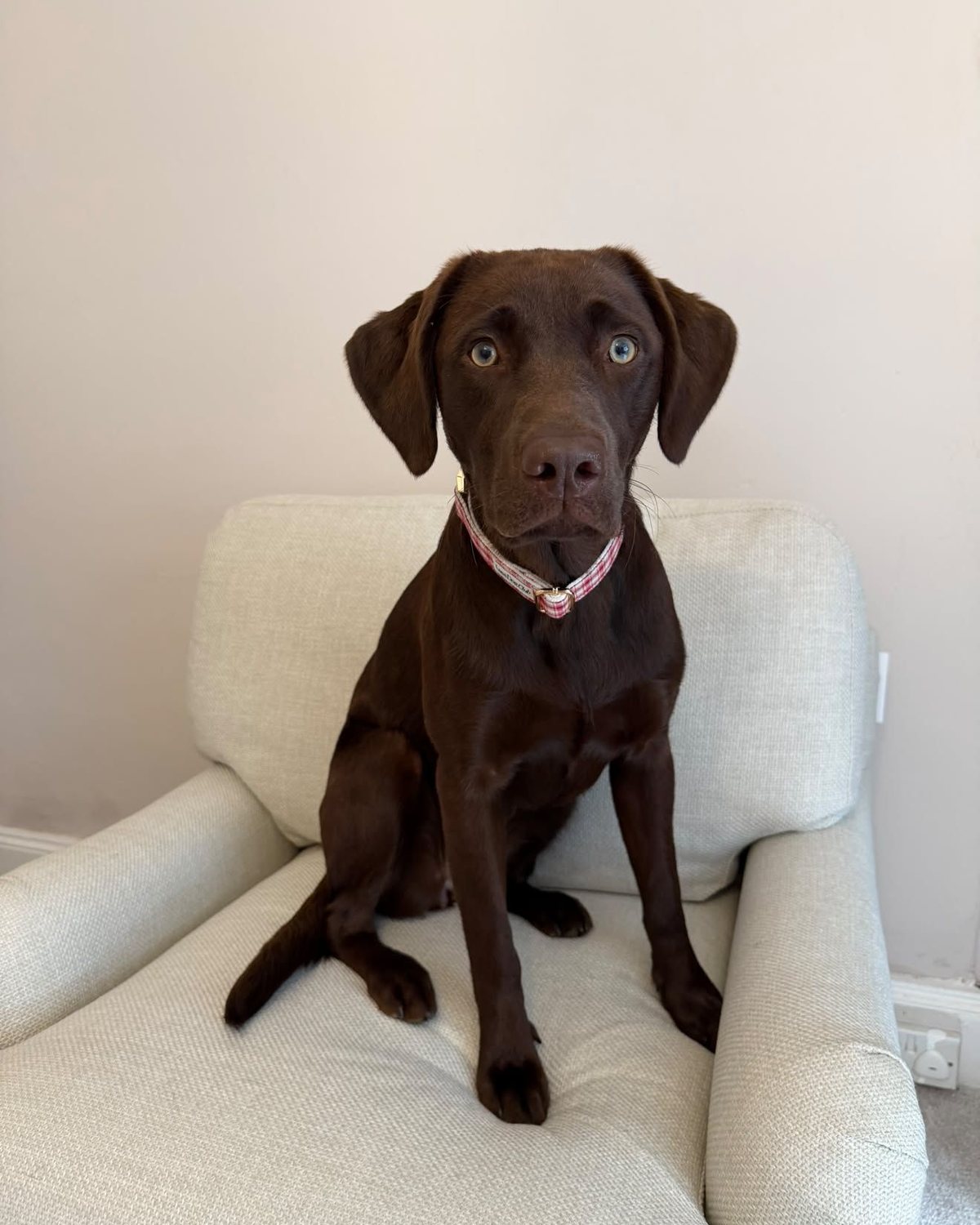 @balooandwinniee · Lana Dog Club customer photo