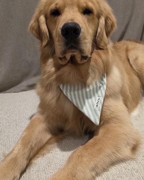 @bestboyromeo · Lana Dog Club customer photo