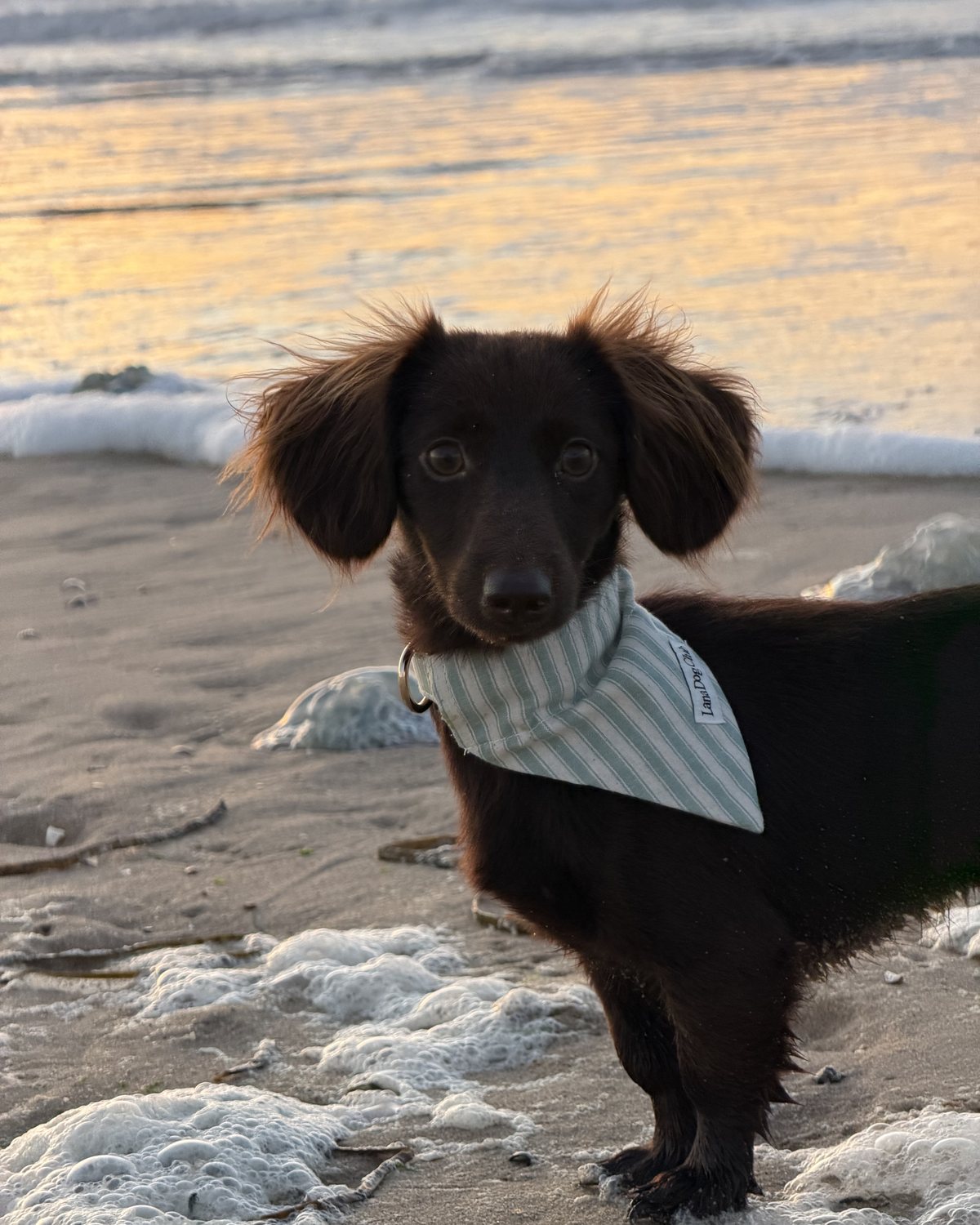 @canelatheminidachshund · Lana Dog Club customer photo