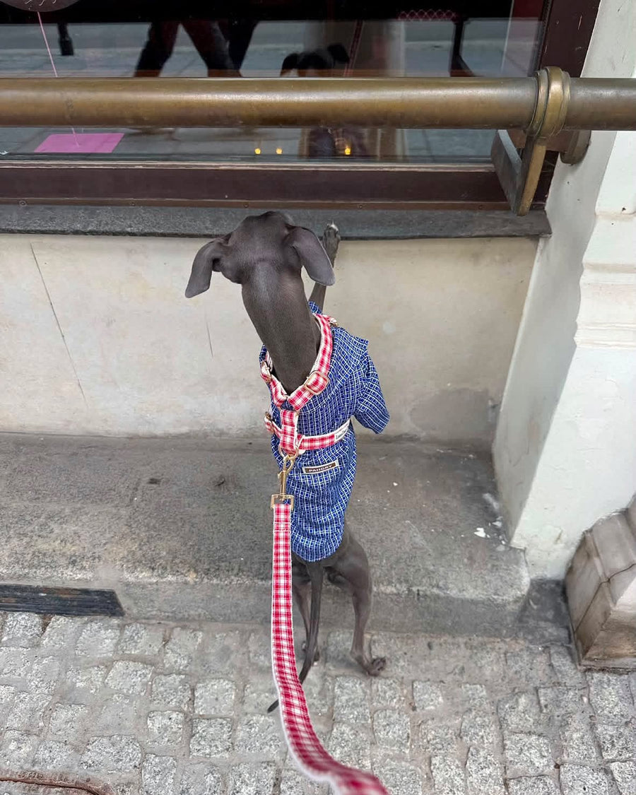 @catherineekt · Lana Dog Club customer photo