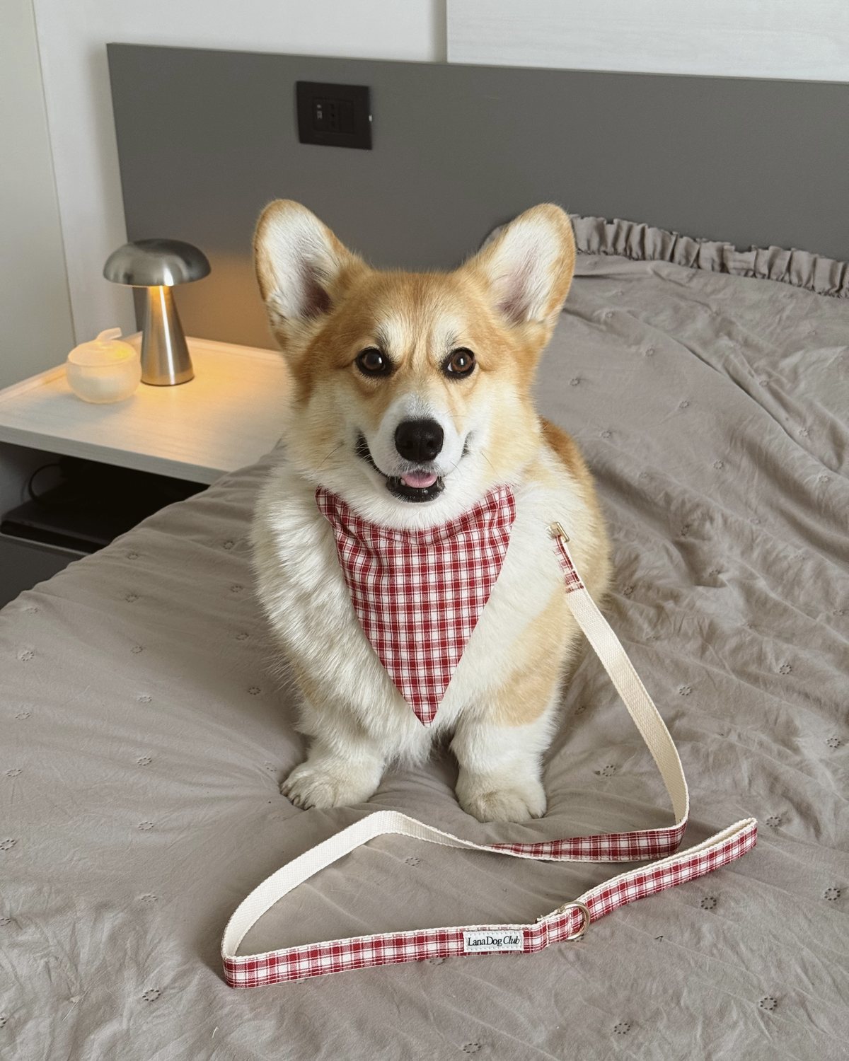 @corgi.monti · Lana Dog Club customer photo