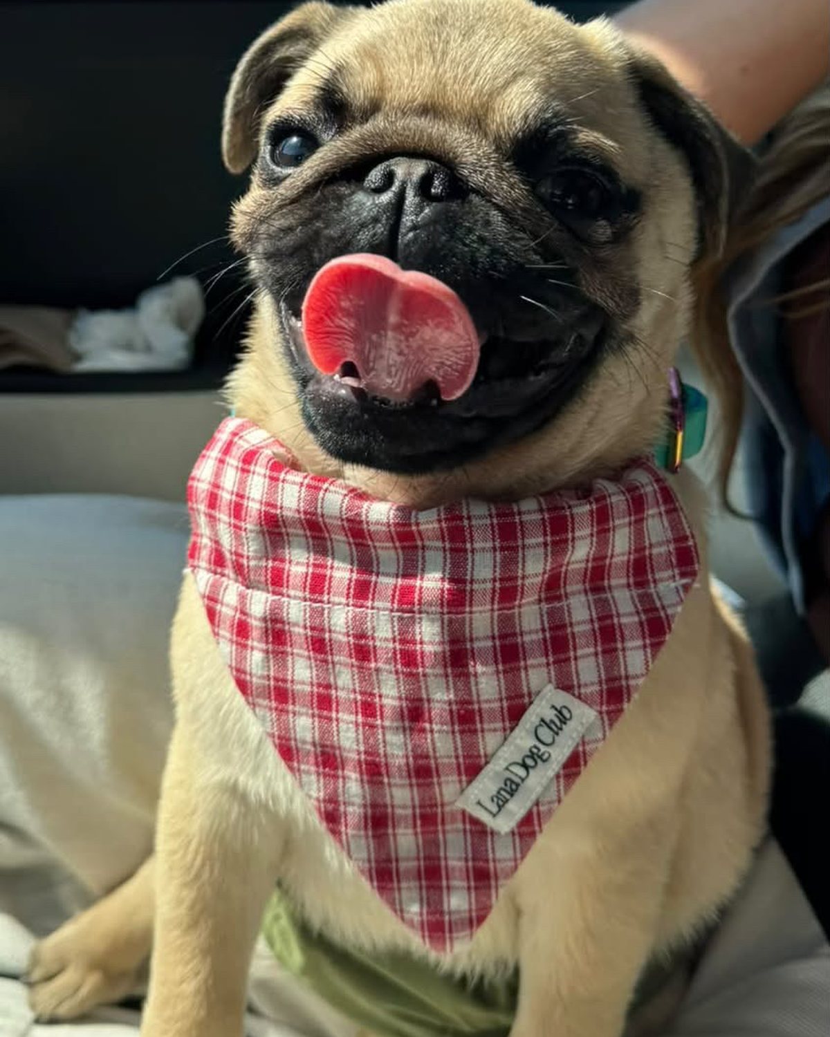 @harumiwakida · Lana Dog Club customer photo