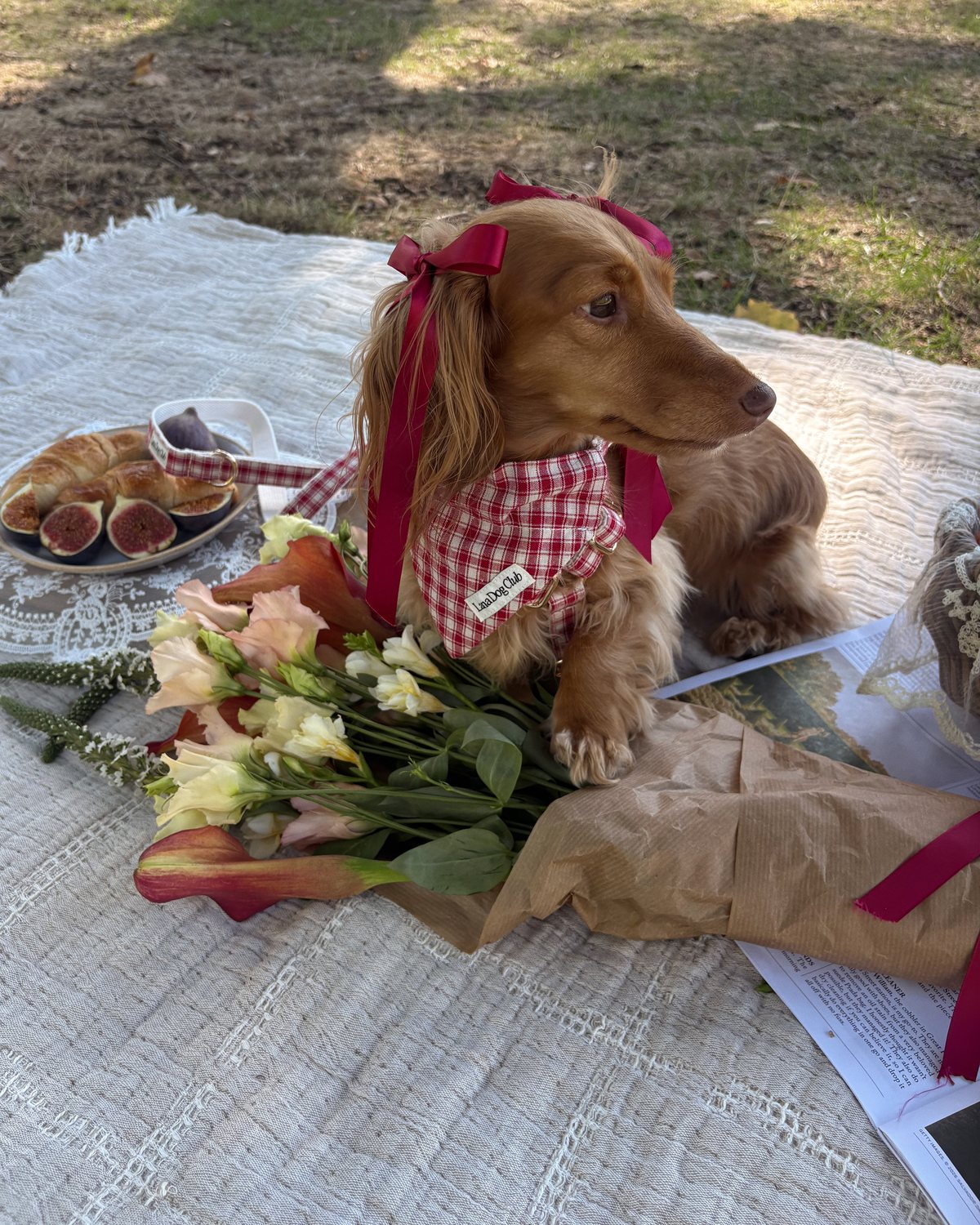 @hashbrown · Lana Dog Club customer photo