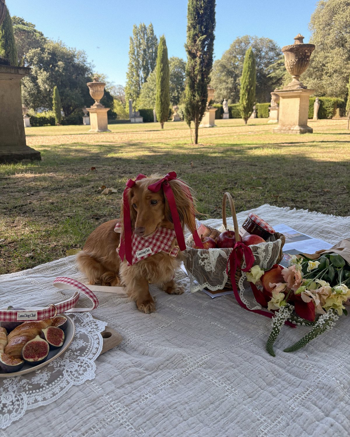 @hashbrown · Lana Dog Club customer photo