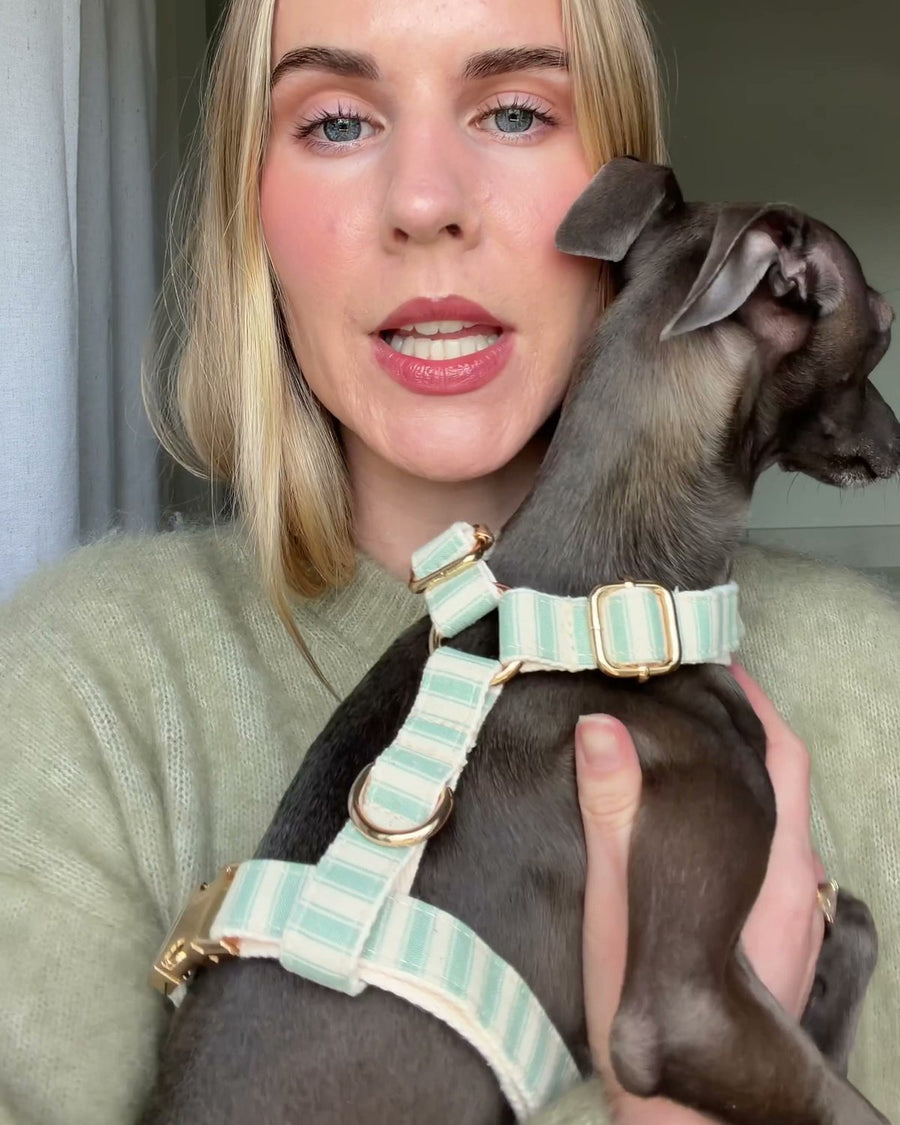 @iggybluemoon · Lana Dog Club customer photo