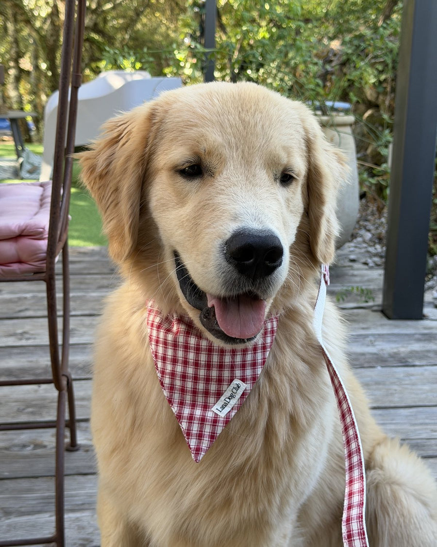 @leach_v · Lana Dog Club customer photo