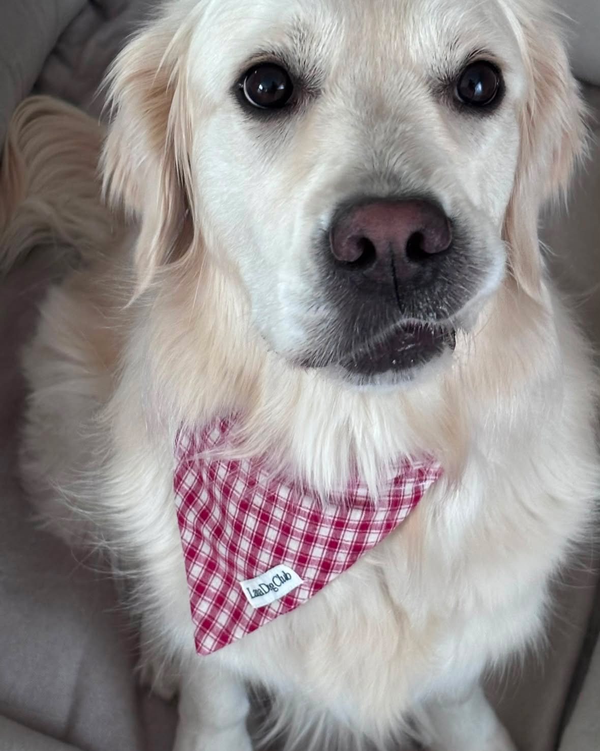 @leia_goldengirl11 · Lana Dog Club customer photo