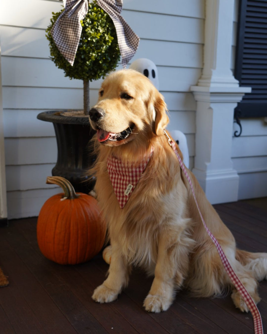 @mavandthemontes · Lana Dog Club customer photo