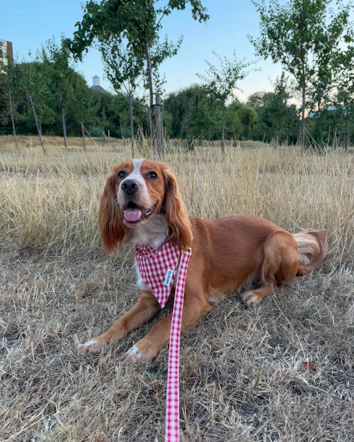 @ralph1e.roo · Lana Dog Club customer photo