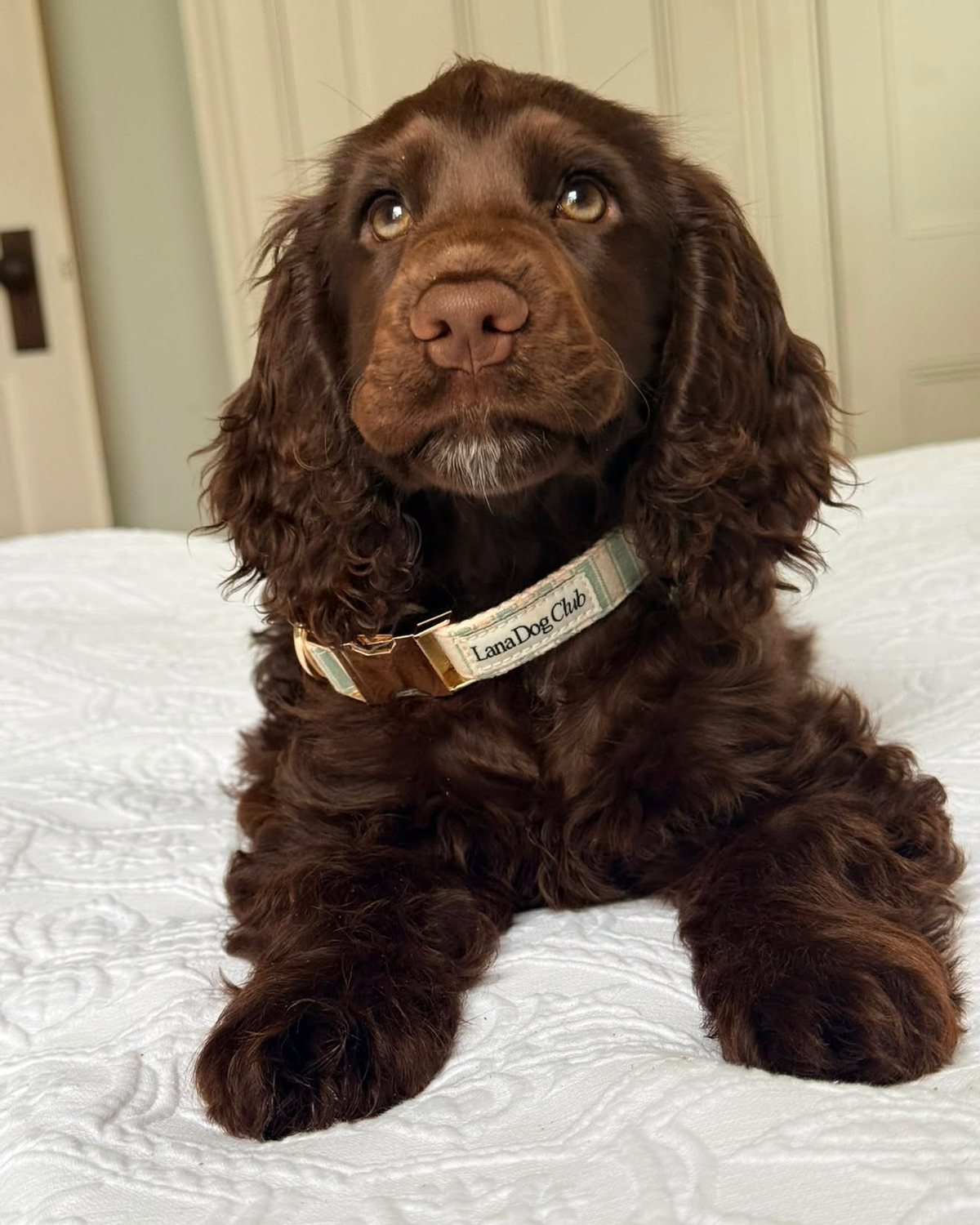 @thenancy.diaries_ · Lana Dog Club customer photo