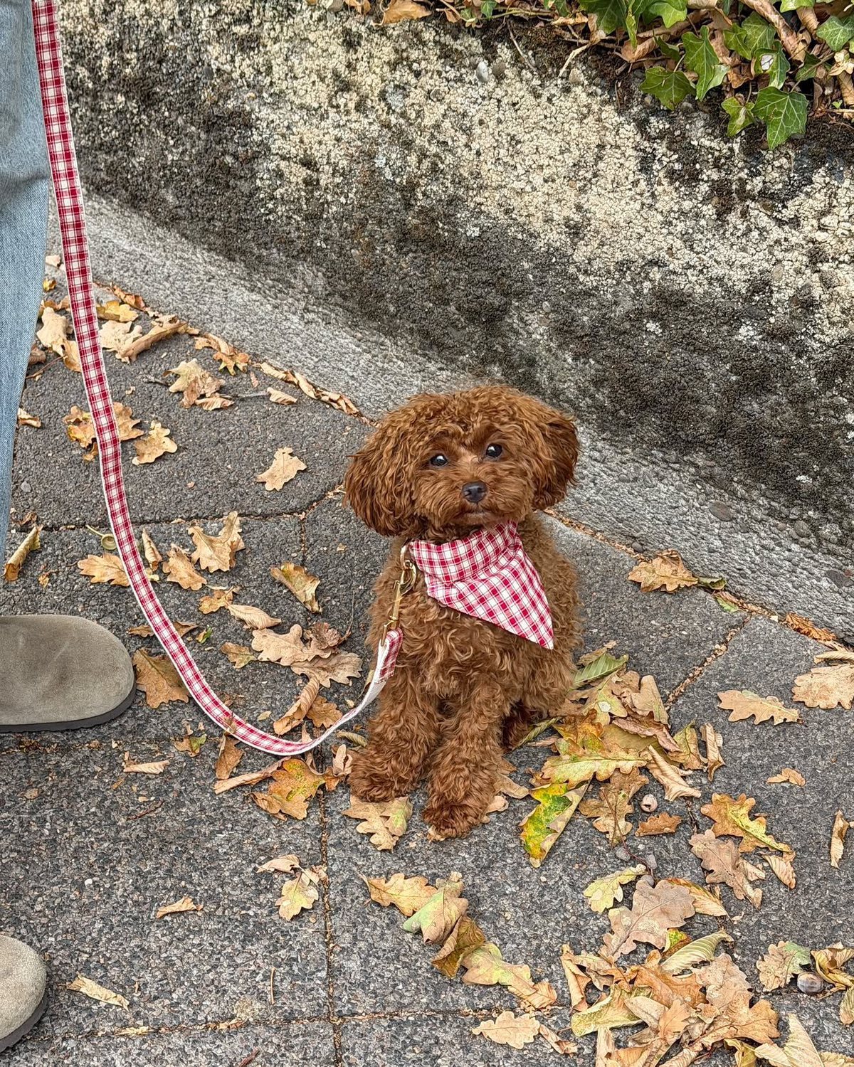 @vanessaalaura · Lana Dog Club customer photo
